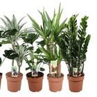 Houseplants MIX