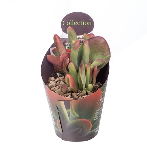 Kalanchoe luciae 'Oricula'