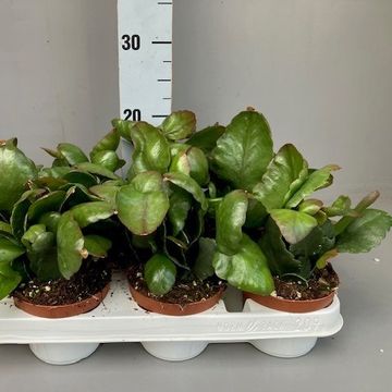 Rhipsalis pachyptera rubra