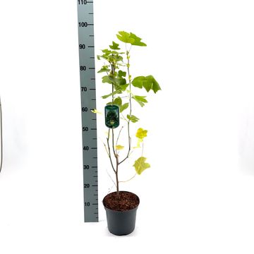 Liriodendron tulipifera