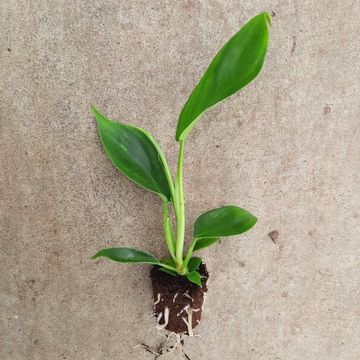 Philodendron FLORIDA BEAUTY