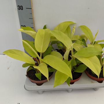 Philodendron 'Malay Gold'