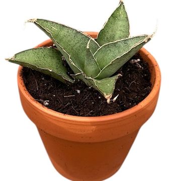 Sansevieria 'Tower Gray'