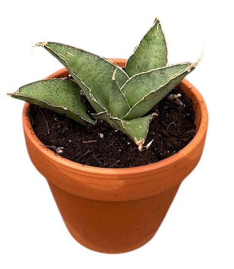 Sansevieria 'Tower Gray'