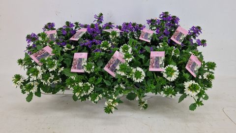Scaevola aemula MIX