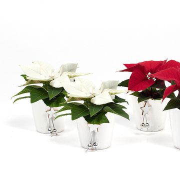 Euphorbia pulcherrima POLAR BEAR