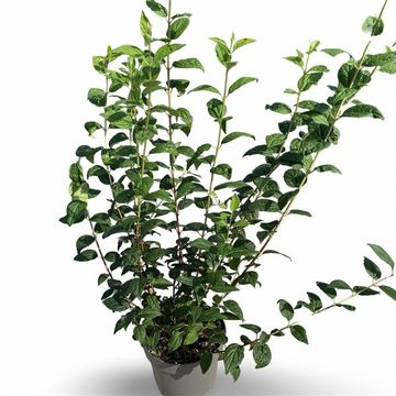 Philadelphus 'Snowbelle'