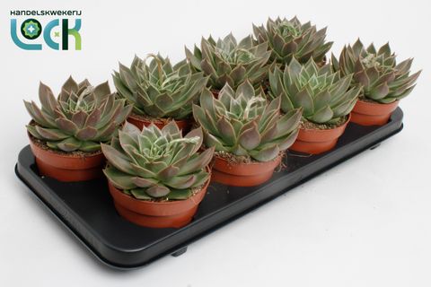Echeveria agavoides