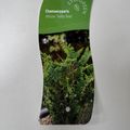 Chamaecyparis obtusa 'Teddy Bear'