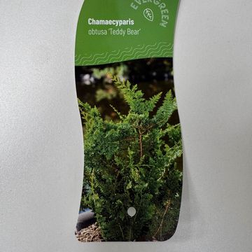 Chamaecyparis obtusa 'Teddy Bear'