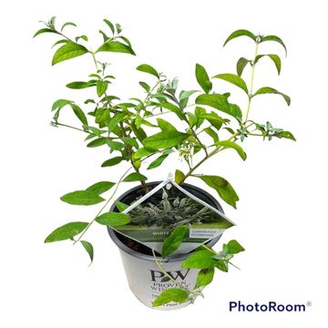 Buddleja WHITE CHIP