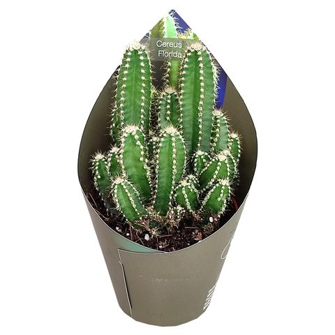 Cereus repandus 'Florida'