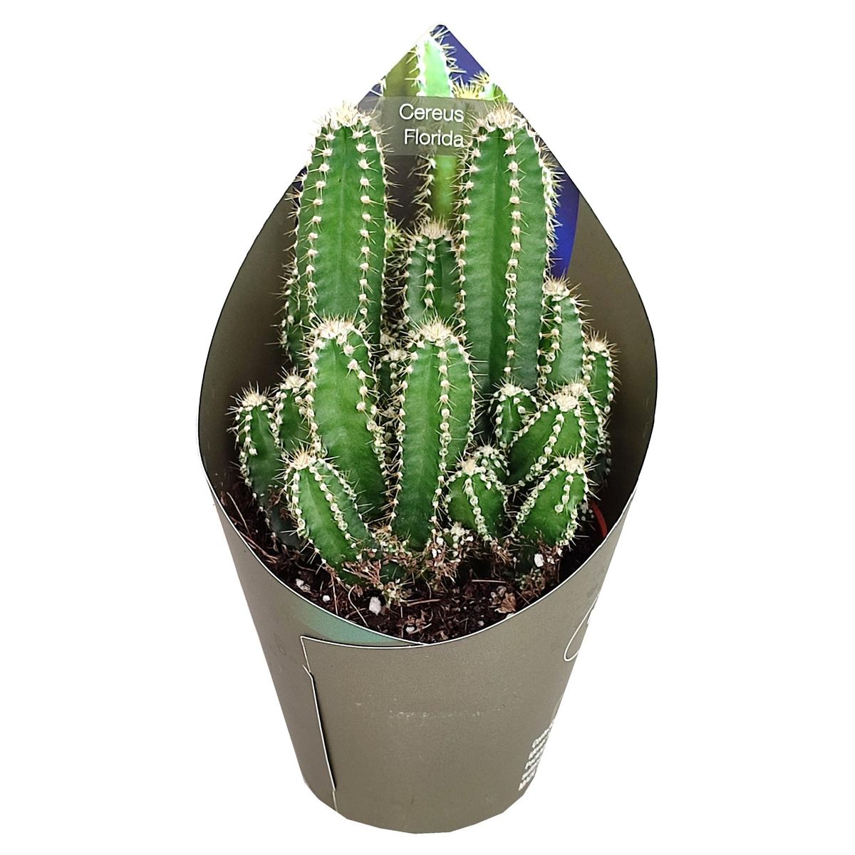 Cereus repandus 'Florida'  Plant Wholesale FlorAccess