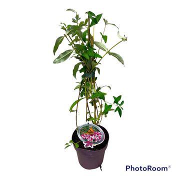 Buddleja davidii BERRIES & CREAM