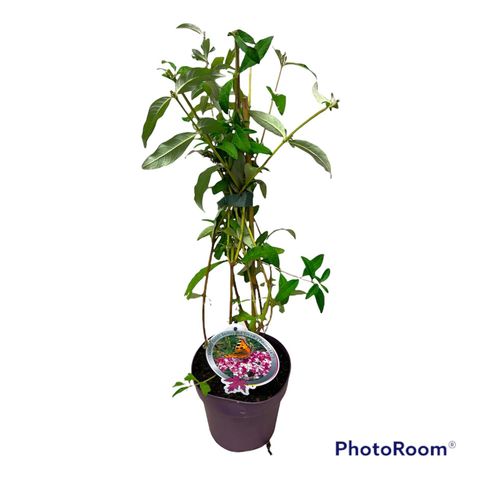 Buddleja davidii BERRIES & CREAM