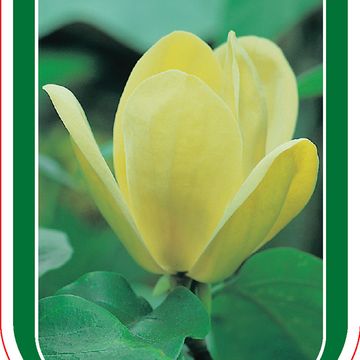 Magnolia x brooklynensis 'Yellow Bird'