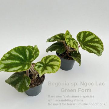 Begonia sp. Ngoc Lac Green Form