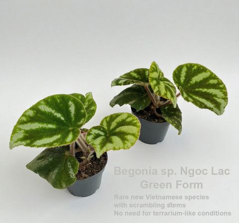 Begonia sp. Ngoc Lac Green Form