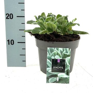 Stachys byzantina 'Silver Carpet'