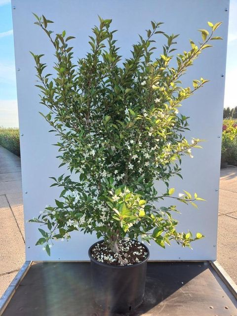 Hoheria sexstylosa 'Stardust'