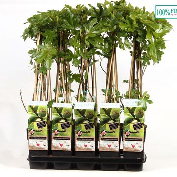 Ficus carica 'Madeleine des Deux Saisons'