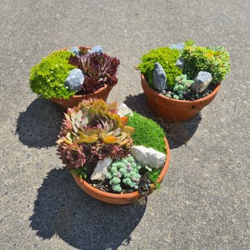 Plantes rocaille MIX