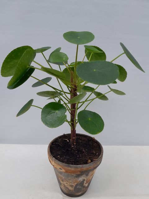 Pilea peperomioides