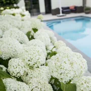 Hydrangea arborescens STRONG ANNABELLE / INCREDIBALL