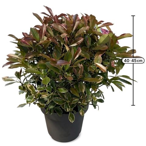 Photinia x fraseri PINK MARBLE
