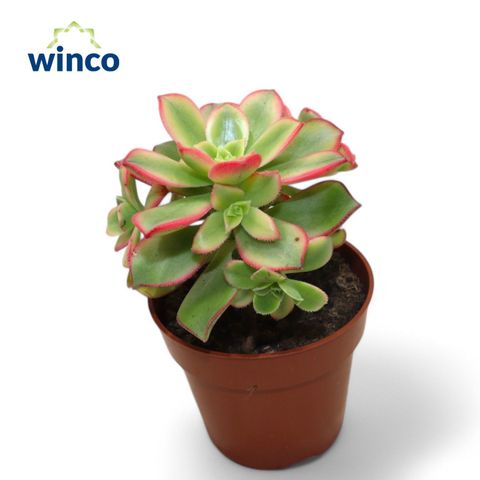 Aeonium 'Kiwi'