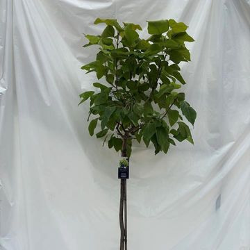 Catalpa bignonioides 'Aurea'