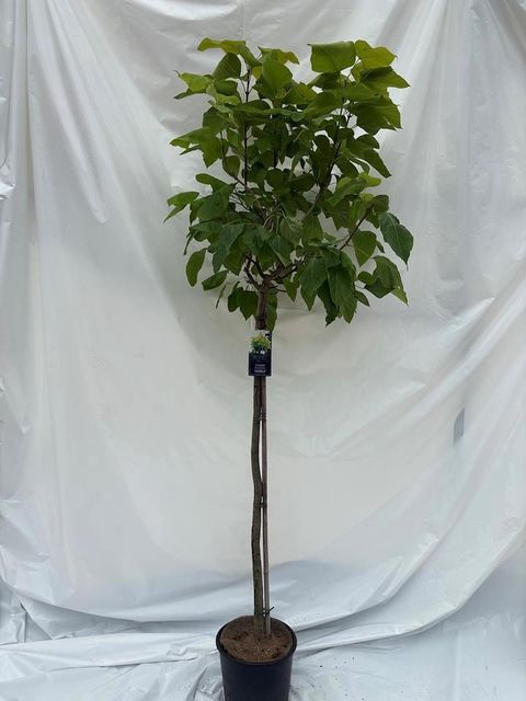 Catalpa bignonioides 'Aurea'