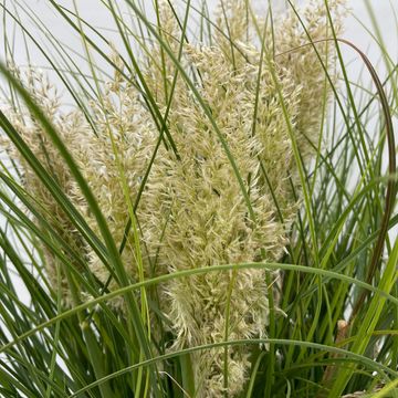 Cortaderia selloana TINY PAMPA
