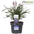 Liriope muscari 'Big Blue'