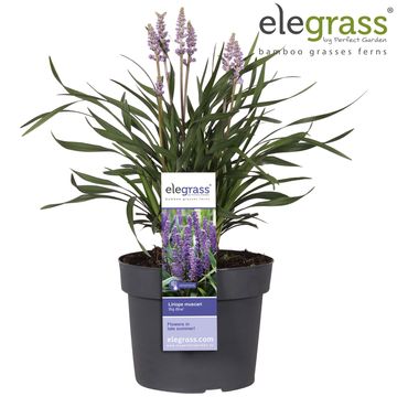 Liriope muscari 'Big Blue'