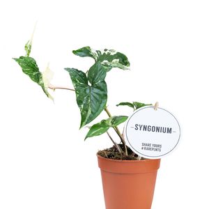 Syngonium podophyllum 'Albo Variegatum'