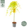 Acer palmatum CASCADE CITRINE
