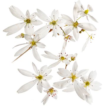 Saxifraga DANCING PIXIES MIX
