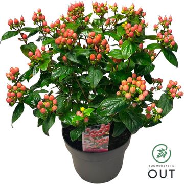 Hypericum MIRACLE BLOSSOM