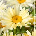 Leucanthemum 'Banana Cream'