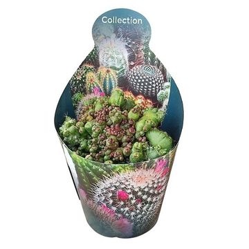 Mammillaria bocasana 'Fred' monstruosa cristata