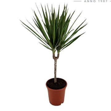 Dracaena marginata