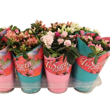 Rhododendron AZALEA MIX