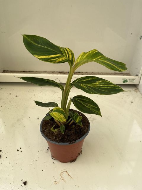 Alpinia zerumbet 'Variegata'