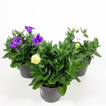 Platycodon grandiflorus ASTRA MIX
