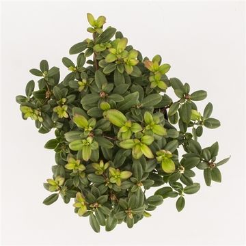 Rhododendron 'Princess Anne'