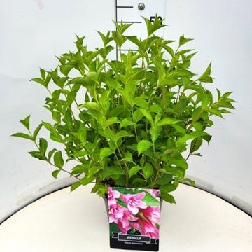 Weigela 'Rosea'