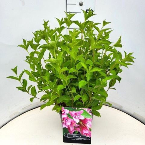 Weigela 'Rosea'