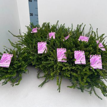 Erica x darleyensis 'Alba'