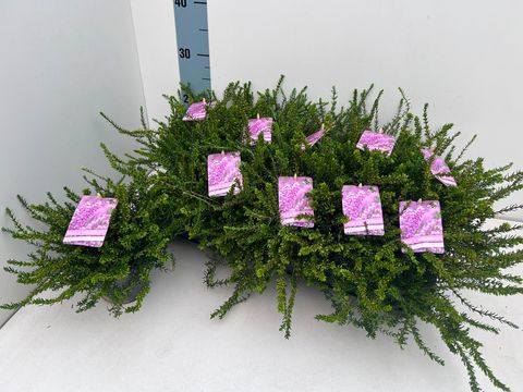 Erica x darleyensis 'Alba'